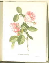 Zauber der Rose 01/24